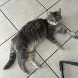 Picture of cat lost at Mornac Sur Seudre
