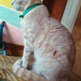 Picture of cat lost at Quilmes