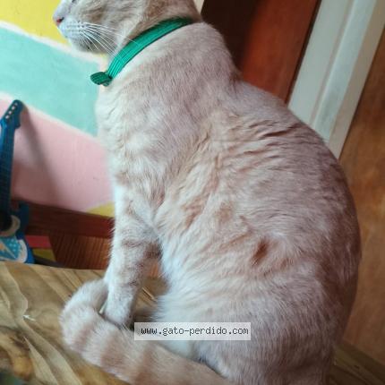 Photo 1/1 Café con leche Chat lost in Quilmes