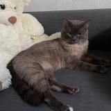 Picture of cat found at Waremme