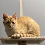 Picture of cat lost at Maurepas