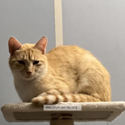 Photo 1/1 Caramel Chat lost in Maurepas