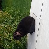 Picture of cat found at St Julien