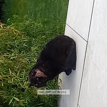 Photo 1/1 Found cat Found in St julien