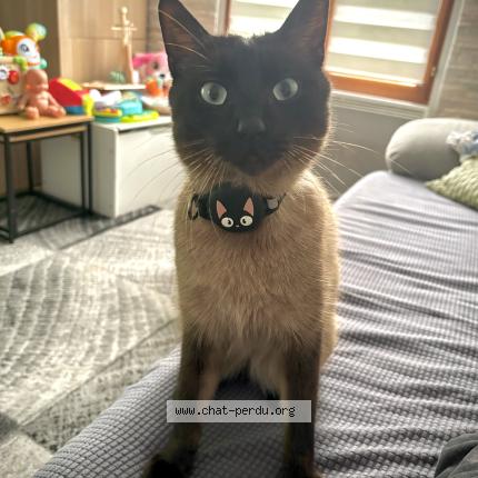 Photo 1/1 Milo Chat lost in Argenteuil