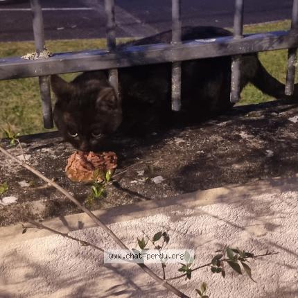 Photo 1/1 Found cat Found in Orleans