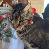 Picture of cat lost at Epone