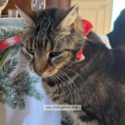 Photo 1/1 &Eacute;mile Chat lost in Epone