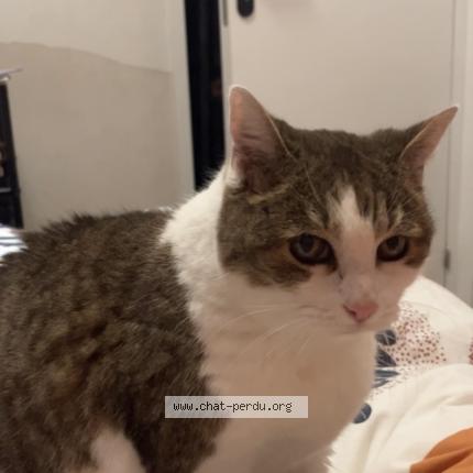 Photo 1/2 Smoothie Chat lost in Cambo les bains