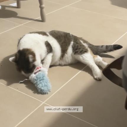 Photo 2/2 Smoothie Chat lost in Cambo les bains