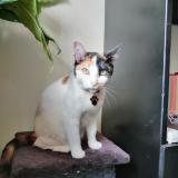 Picture of cat lost at Buenos Aires