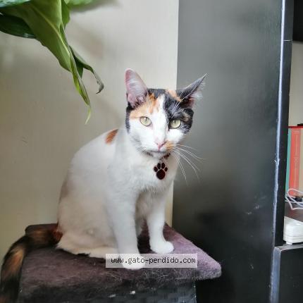 Photo 1/1 Sarahi Chat lost in Buenos aires