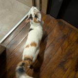 Picture of cat found at Paris