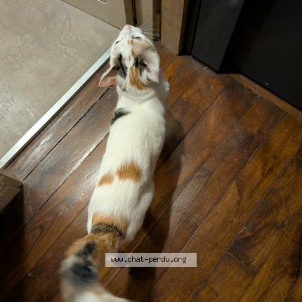 Photo 1/1 Found cat Found in Paris