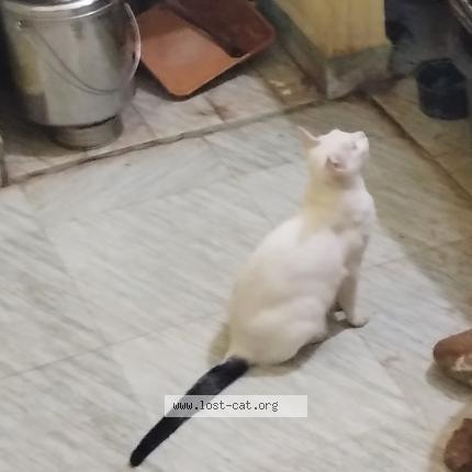 Photo 1/1 Gundu Chat lost in Chennai