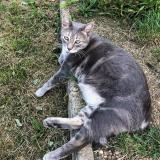 Picture of cat lost at Serre Les Sapins
