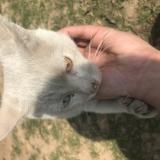 Picture of cat found at Islamabad