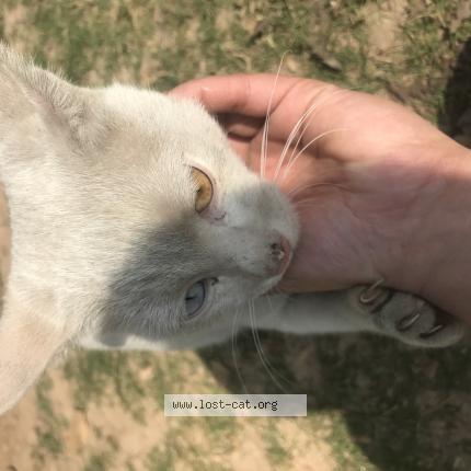 Photo 1/1 Found cat Found in Islamabad