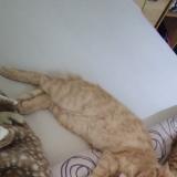 Picture of cat lost at Devesset