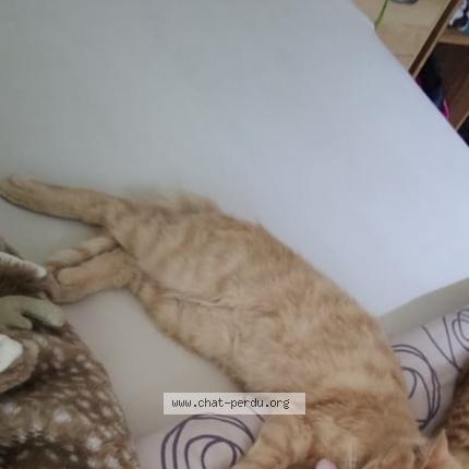 Photo 1/1 Univers Chat lost in Devesset