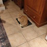 Picture of cat lost at Dijon