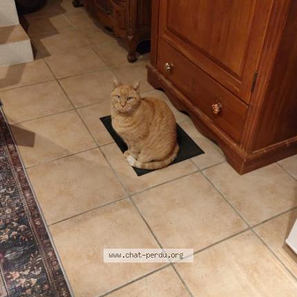 Photo 1/1 Stache Chat lost in Dijon