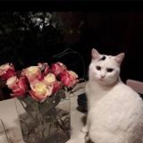 Picture of cat lost at Sourzac