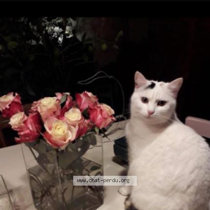 Photo 1/1 Lucette Chat lost in Sourzac