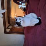 Picture of cat lost at Fouesnant