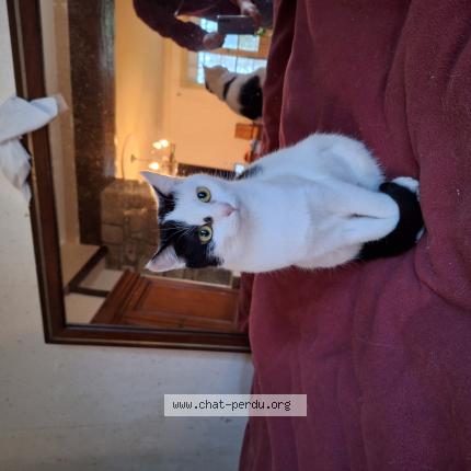 Photo 1/1 Poupette Chat lost in Fouesnant