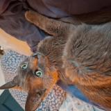 Picture of cat lost at Asnieres