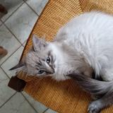 Picture of cat lost at La Chapelle St Sauveur