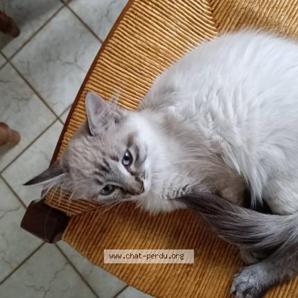 Photo 1/1 Stickels Chat lost in La chapelle st sauveur