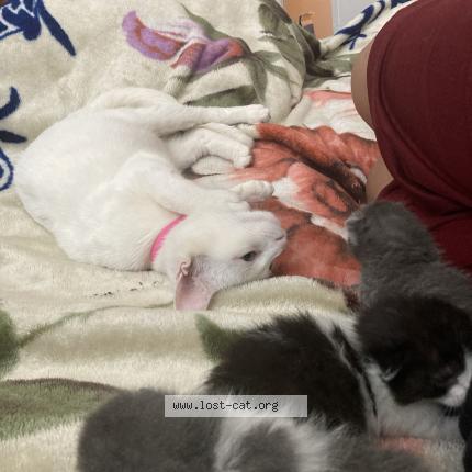 Photo 1/1 Molly Chat lost in San antonio