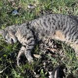 Picture of cat found at Saint Julien En Genevois