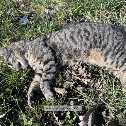 Photo 1/1 Found cat Found in Saint julien en genevois