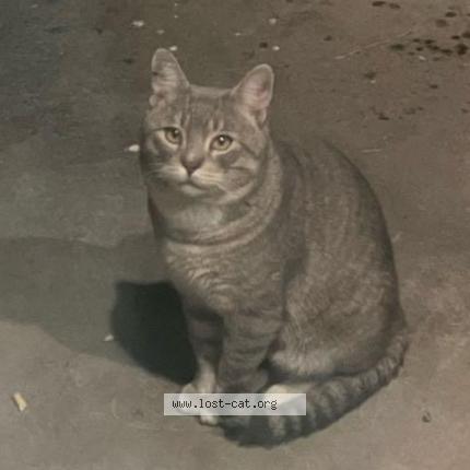 Photo 1/1 Found cat Found in Phoenix