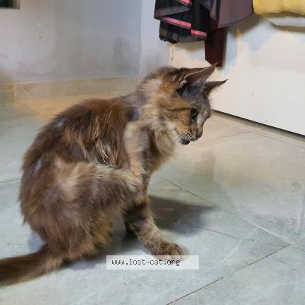 Photo 1/4 Reunited cat Found in Singapore