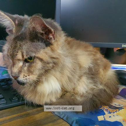Photo 2/4 Reunited cat Found in Singapore