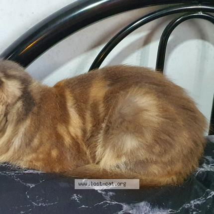 Photo 3/4 Reunited cat Found in Singapore