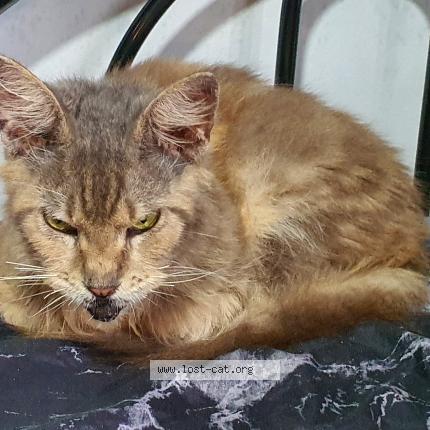 Photo 4/4 Reunited cat Found in Singapore