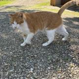 Picture of cat lost at Montbazens