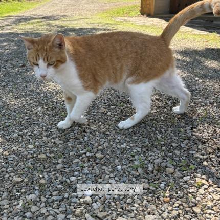 Photo 1/1 Moun Chat lost in Montbazens