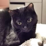 Picture of cat lost at Vertou