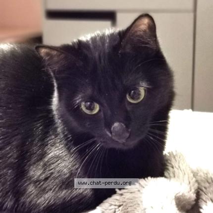 Photo 1/1 Maya Chat lost in Vertou