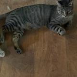 Picture of cat lost at Basauri