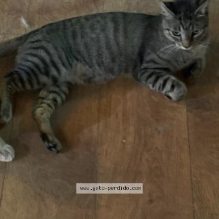 Photo 1/1 pitxin-ator Chat lost in Basauri