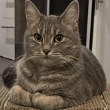 Picture of cat lost at Uccle