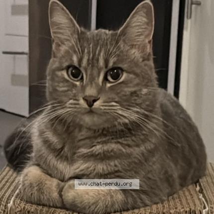 Photo 1/1 Mimi Chat lost in Uccle