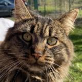 Picture of cat found at Aubergenville